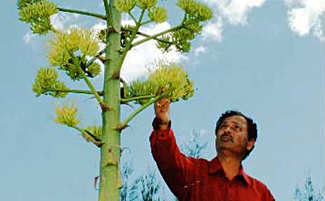 CQU Associate Professor Nanjappa Ashwath believes agave tequilana could be grown around Bundaberg. CQU Associate Professor Nanjappa Ashwath believes agave tequilana could be grown around Bundaberg.