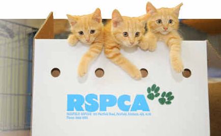 No unwanted Christmas presents were dumped at the RSPCA Bundaberg Shelter, but the centre is taking in a number of strays.
No unwanted Christmas presents were dumped at the RSPCA Bundaberg Shelter, but the centre is taking in a number of strays.