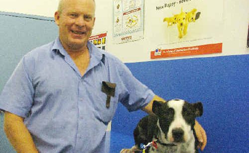 CHECK-UP: Dr Chris Dahl, of Harbour City Veterinary Surgery, makes sure Woody does not have parvovirus yesterday afternoon. JEN TYBELL. vets100210-3 CHECK-UP: Dr Chris Dahl, of Harbour City Veterinary Surgery, makes sure Woody does not have parvovirus yesterday afternoon. JEN TYBELL. vets100210-3