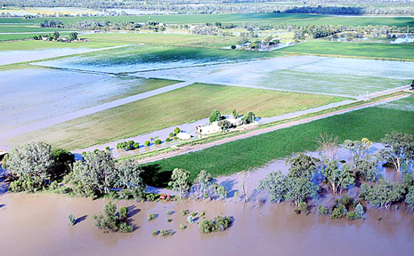 CROPS DROWN: The swollen Dawson River engulfs cotton crops near Theodore. CROPS DROWN: The swollen Dawson River engulfs cotton crops near Theodore.