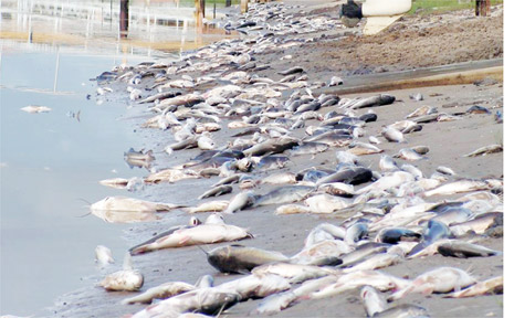 SAD SIGHT: A research project is under way into the history of fish kills in the Richmond River. This was the scene at Ballina Quays during the 2008 fish kill. SAD SIGHT: A research project is under way into the history of fish kills in the Richmond River. This was the scene at Ballina Quays during the 2008 fish kill.