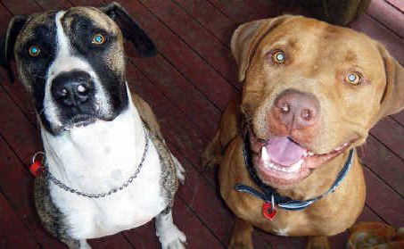 Thurston and Bowen have been seized by Ipswich City Council following Sunday’s attack. Thurston and Bowen have been seized by Ipswich City Council following Sunday’s attack.