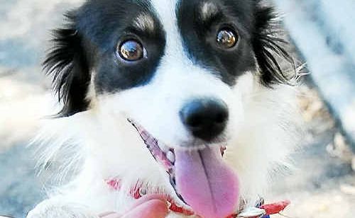 RSPCA confident reports online of dogs being stolen from Rockhampton region for illegal fighting are false. RSPCA confident reports online of dogs being stolen from Rockhampton region for illegal fighting are false.