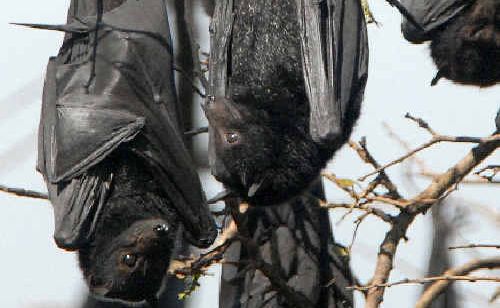 Department of Environment and Resource Management inspect the colonies of flying foxes in Warwick. Department of Environment and Resource Management inspect the colonies of flying foxes in Warwick.