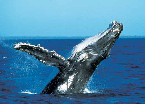 HUMPBACK whales are powering north on their winter migration making headlands and viewing vessels on the Coffs Coast the best place to catch a glimpse. HUMPBACK whales are powering north on their winter migration making headlands and viewing vessels on the Coffs Coast the best place to catch a glimpse.