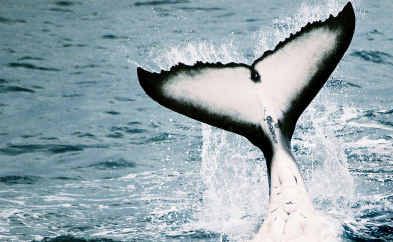 TAILS TO TELL: A female humpback calf enjoys some tail-slapping in Hervey Bay this year. TAILS TO TELL: A female humpback calf enjoys some tail-slapping in Hervey Bay this year.