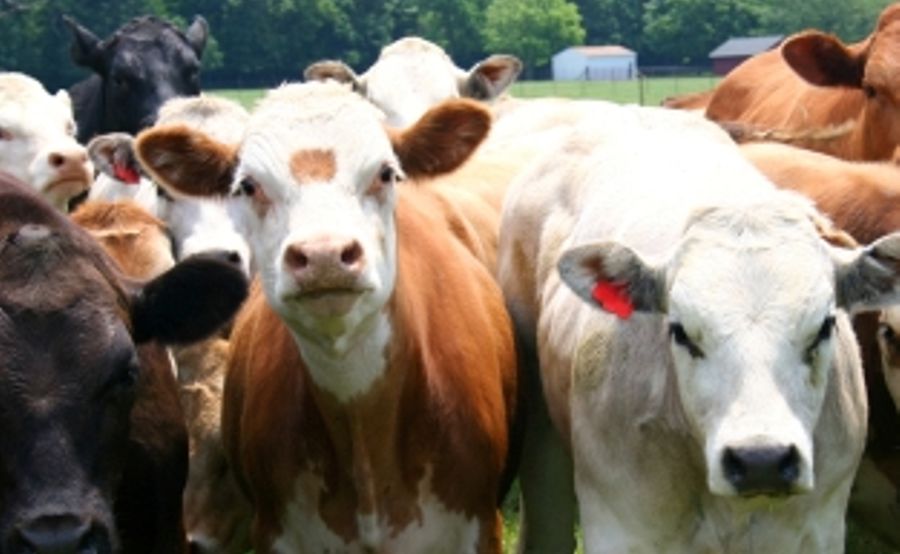 The updated Beef Cattle Health for the North and Mid Coast of NSW is now available. The updated Beef Cattle Health for the North and Mid Coast of NSW is now available.