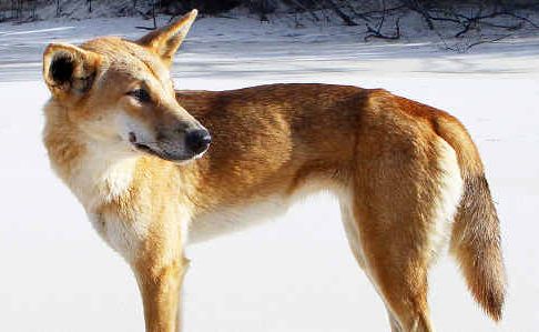 Mr Elmes has questioned the management of dingoes on Fraser Island. Mr Elmes has questioned the management of dingoes on Fraser Island.