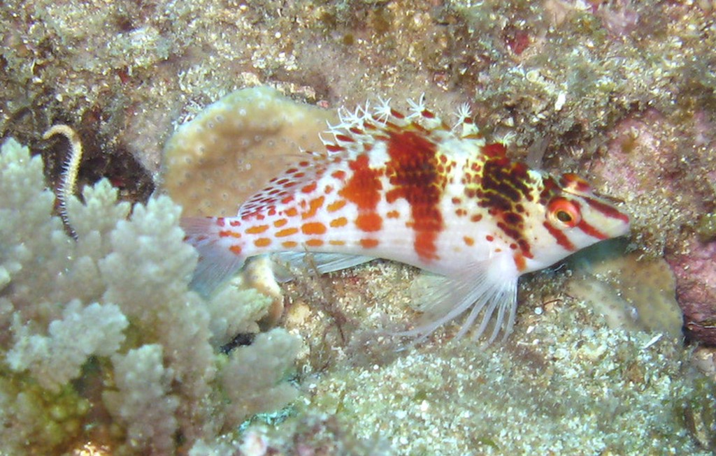 Snorkel the Coast this summer Sunshine Coast Daily