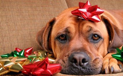 Pets have been abandoned in Tweed this Christmas holiday. Pets have been abandoned in Tweed this Christmas holiday.