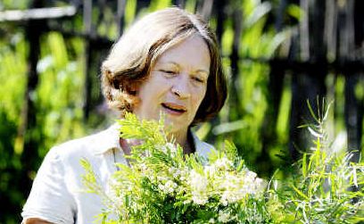 Govt overkill: Permaculture College Australia principal Robyn Francis holds some of the many varieties of wattle/acacia plants. Govt overkill: Permaculture College Australia principal Robyn Francis holds some of the many varieties of wattle/acacia plants.