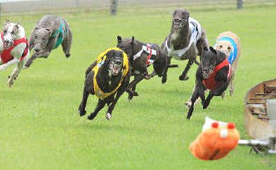 Greyhounds charge around the turn at Border Park Raceway, the track that Harry Pledger played a major role in establishing. Greyhounds charge around the turn at Border Park Raceway, the track that Harry Pledger played a major role in establishing.