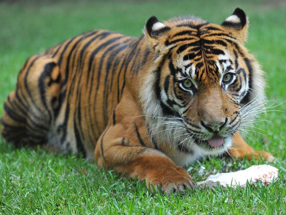 Juma the tiger. Juma the tiger.