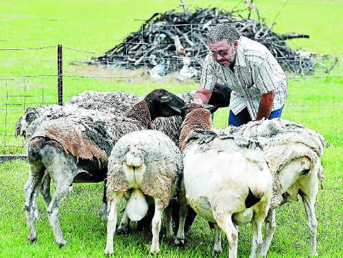 NOT JUST SHEEP: Craig Johnson mourns the loss of six of his best miniature dorpers – Minnie, Pants, Booffo, Dinner, Chocolate and Muffin. NOT JUST SHEEP: Craig Johnson mourns the loss of six of his best miniature dorpers – Minnie, Pants, Booffo, Dinner, Chocolate and Muffin.