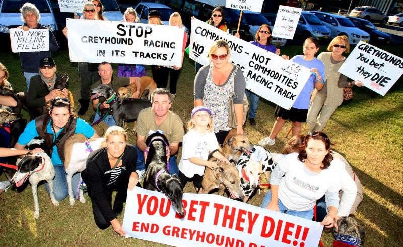 Protesters gather outside Tweed Shire Council. Protesters gather outside Tweed Shire Council.