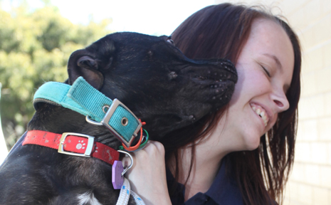 Emily Rhea from Richlands, pictured with Jackie the staffy, is completing a one year indigenous traineeship witth the RSPCA Queensland shelter at Fairfield. Emily Rhea from Richlands, pictured with Jackie the staffy, is completing a one year indigenous traineeship witth the RSPCA Queensland shelter at Fairfield.