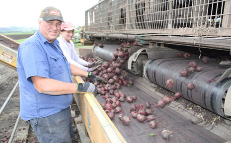 DOWN, NOT BEATEN: Beetrot farmer Peter Lerch works on his final load for the season. DOWN, NOT BEATEN: Beetrot farmer Peter Lerch works on his final load for the season.