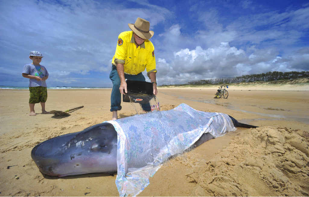 NPWS ranger Dave McFarlane pours water on the whale beached on Back Beach, Brooms Head as Sam Girdler, 6, of Brisbane watches. NPWS ranger Dave McFarlane pours water on the whale beached on Back Beach, Brooms Head as Sam Girdler, 6, of Brisbane watches.
