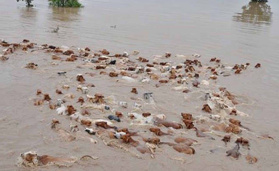 A mob of cattle swim to safety, guided by a helicopter, on Barry and Claire Hoare’s property, Kensleigh, near Duaringa. A mob of cattle swim to safety, guided by a helicopter, on Barry and Claire Hoare’s property, Kensleigh, near Duaringa.