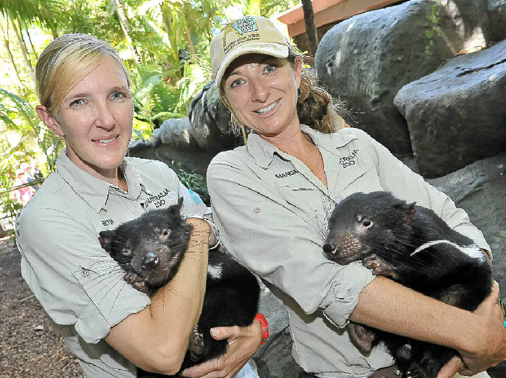 DEVIL’S ON THE DETAIL: Australia Zoo’s Beth Gibson and Amanda Brown with two of the offspring of Presley, Brian and Troy. DEVIL’S ON THE DETAIL: Australia Zoo’s Beth Gibson and Amanda Brown with two of the offspring of Presley, Brian and Troy.