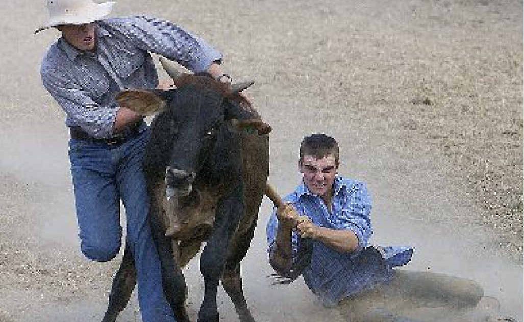 Emerald cutting horse competitor Trent Dudley tries his hand at a cattle sport of a different kind. Emerald cutting horse competitor Trent Dudley tries his hand at a cattle sport of a different kind.