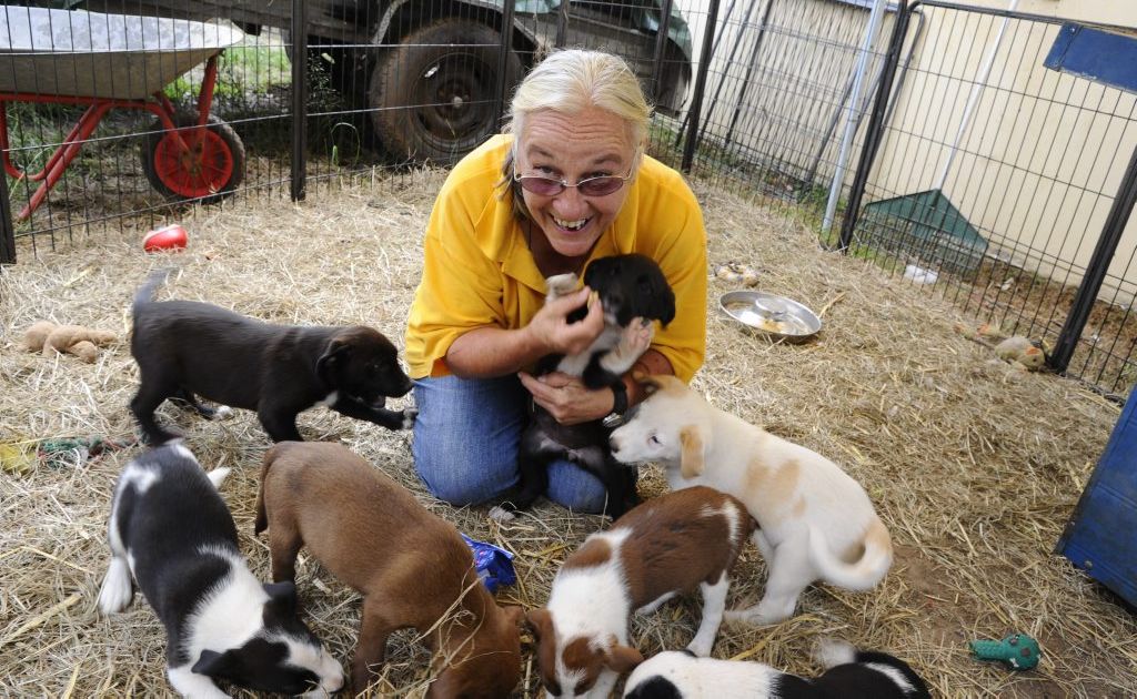 Sally Rogers, of Happy Paws Haven, with some of the dogs and puppies at Happy Paws. Sally Rogers, of Happy Paws Haven, with some of the dogs and puppies at Happy Paws.