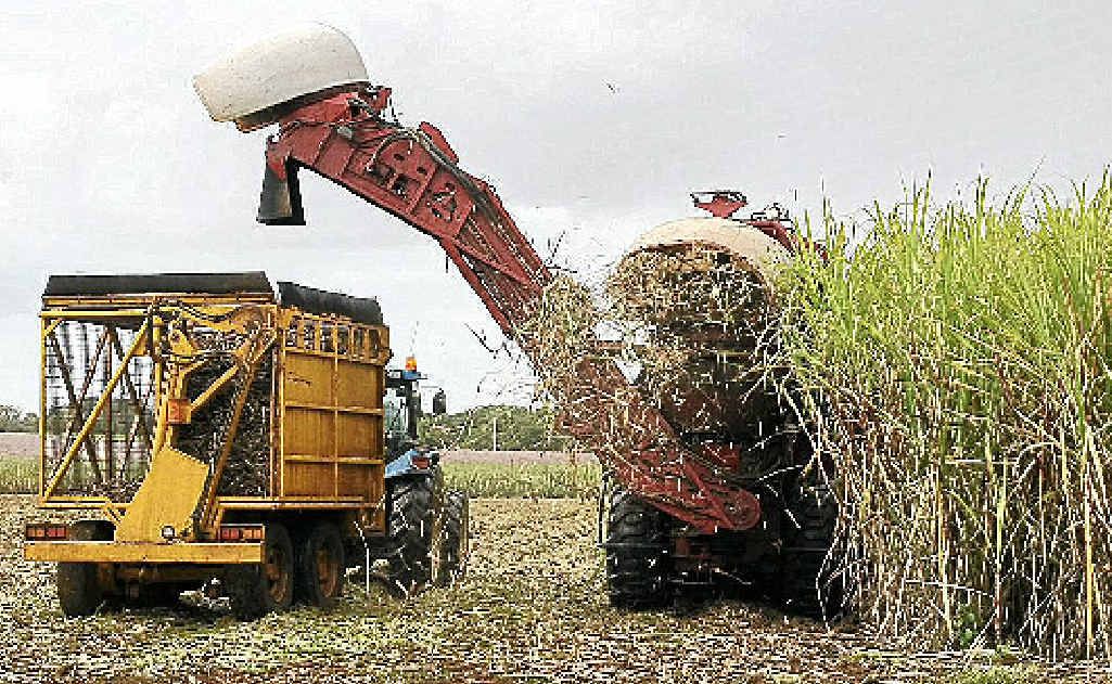 Diuron is seen as “very, very important” to cane growers. Diuron is seen as “very, very important” to cane growers.