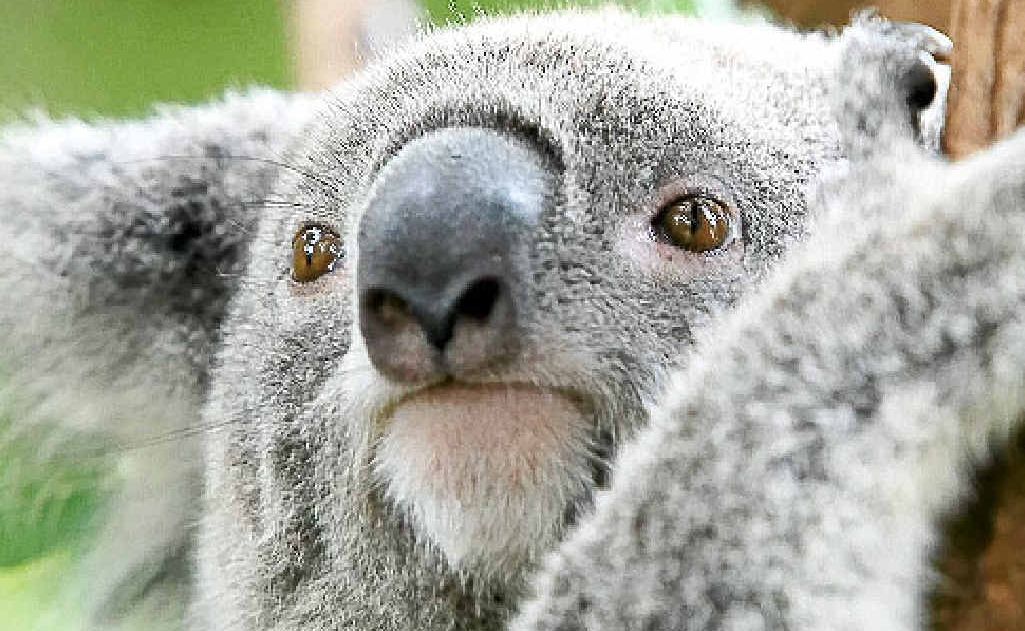 A 2011 environmental study estimated a population of only 144 koalas remained on the Tweed coast. A 2011 environmental study estimated a population of only 144 koalas remained on the Tweed coast.