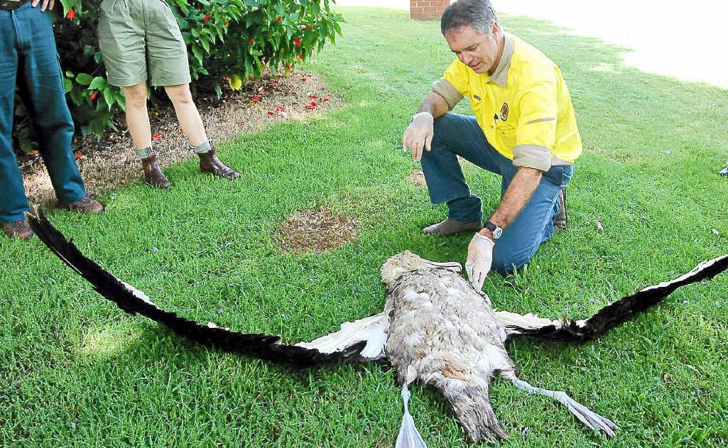 NPWS Ranger Dave Redman with a wandering albatross found at Diggers Camp, Yuraygir National Park in February. NPWS Ranger Dave Redman with a wandering albatross found at Diggers Camp, Yuraygir National Park in February.