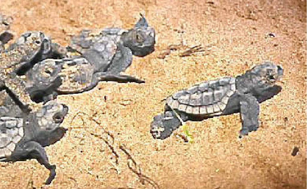 Baby turtles burst out of their nest at Mon Repos Conservation Park. Baby turtles burst out of their nest at Mon Repos Conservation Park.