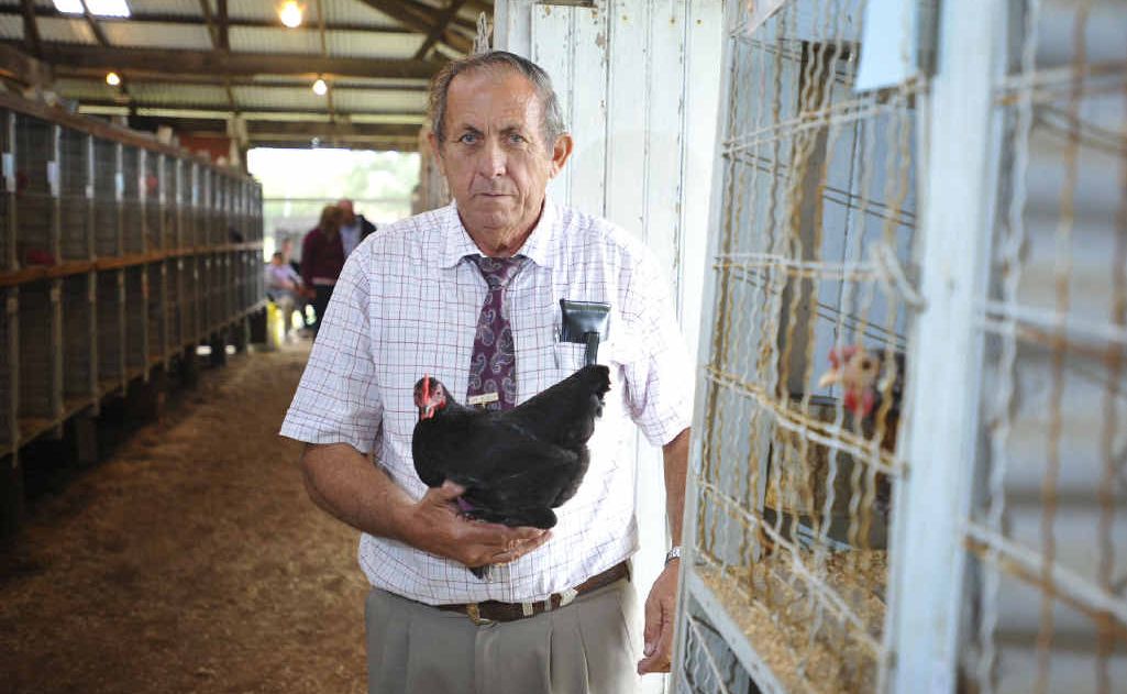 Organiser Barry Reeves with his bantam hen at the Grafton Showground. Organiser Barry Reeves with his bantam hen at the Grafton Showground.