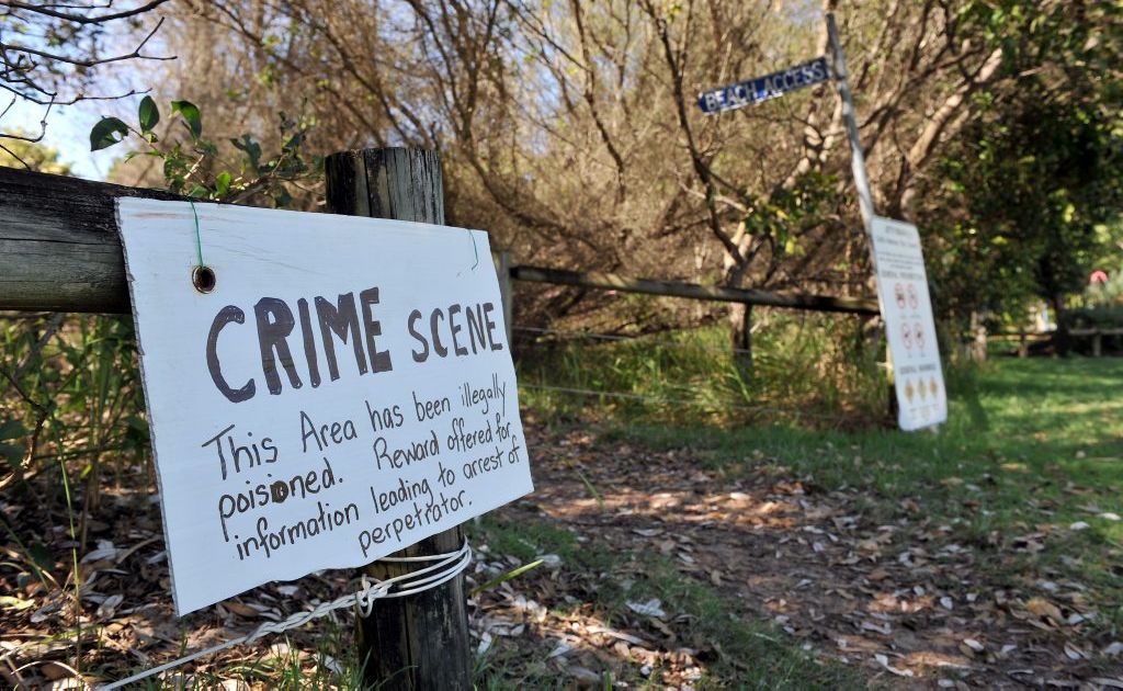 Despite test results to the contrary some people suspect foreshore vegetation has been poisoned. Despite test results to the contrary some people suspect foreshore vegetation has been poisoned.
