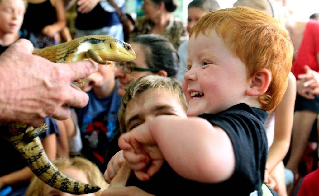 Mr Harrison keeps about 180 reptiles at home that he uses for educational shows, children’s parties and for the film industry. Mr Harrison keeps about 180 reptiles at home that he uses for educational shows, children’s parties and for the film industry.