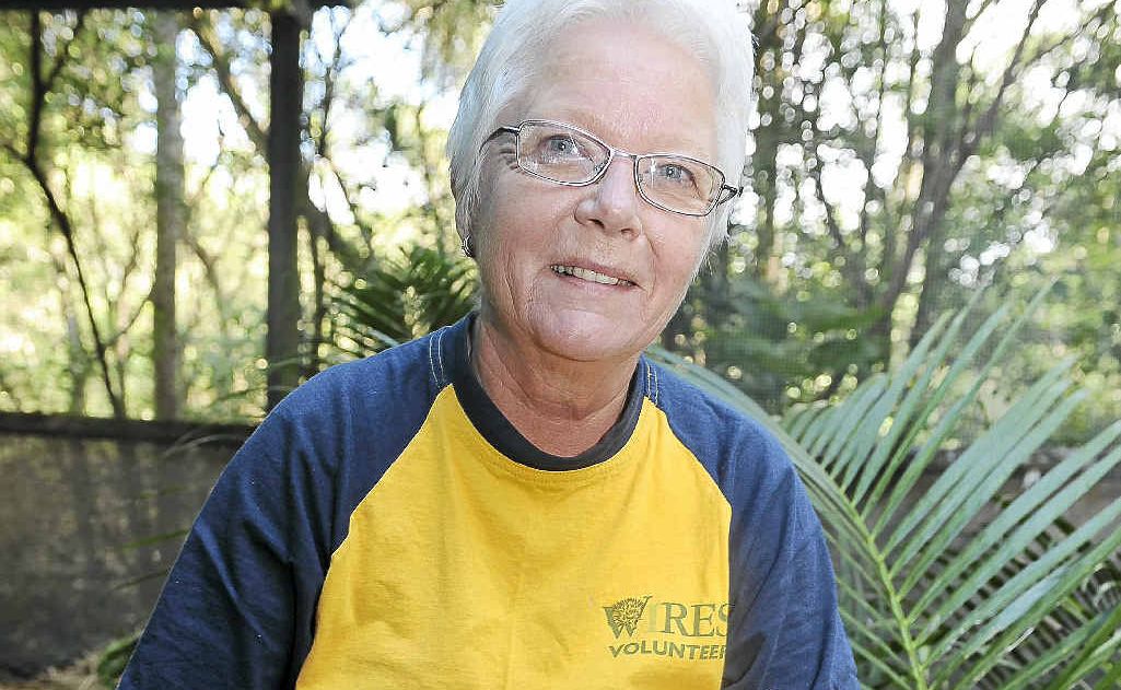 Sue Ulyatt WIRES macropod co-ordinator from Rosebank with two six-month-old swamp wallabies. Sue Ulyatt WIRES macropod co-ordinator from Rosebank with two six-month-old swamp wallabies.