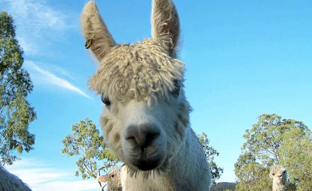 Come and meet this little guy when the region’s Alpaca farms open their gates to the public for National Alpaca Week. Come and meet this little guy when the region’s Alpaca farms open their gates to the public for National Alpaca Week.