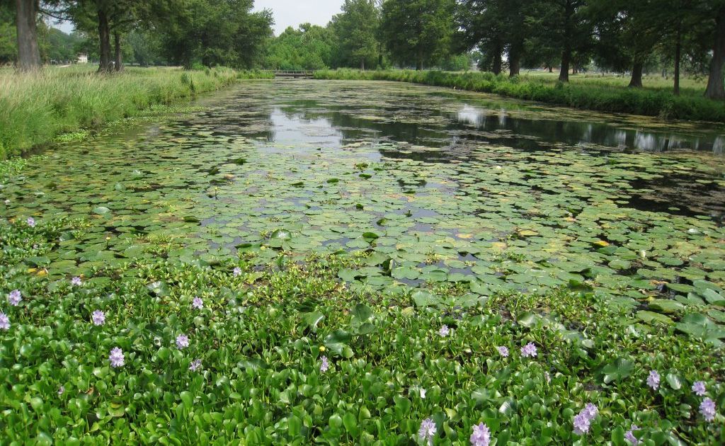 War has been declared on Water Hyacinth. War has been declared on Water Hyacinth.