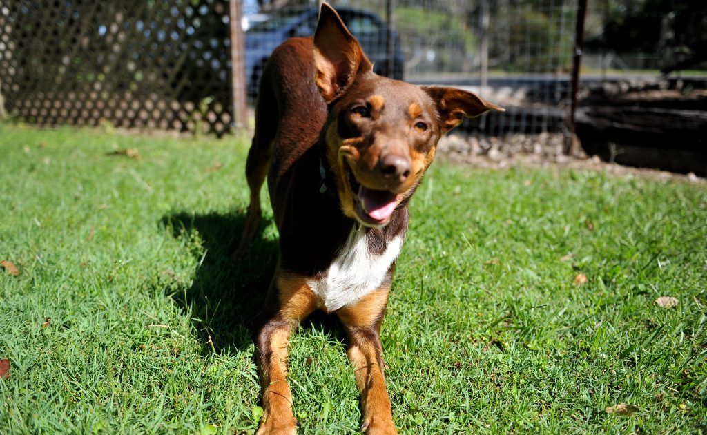 Bindi is eager ahead of the Millions Paws Walk on May 20. Bindi is eager ahead of the Millions Paws Walk on May 20.
