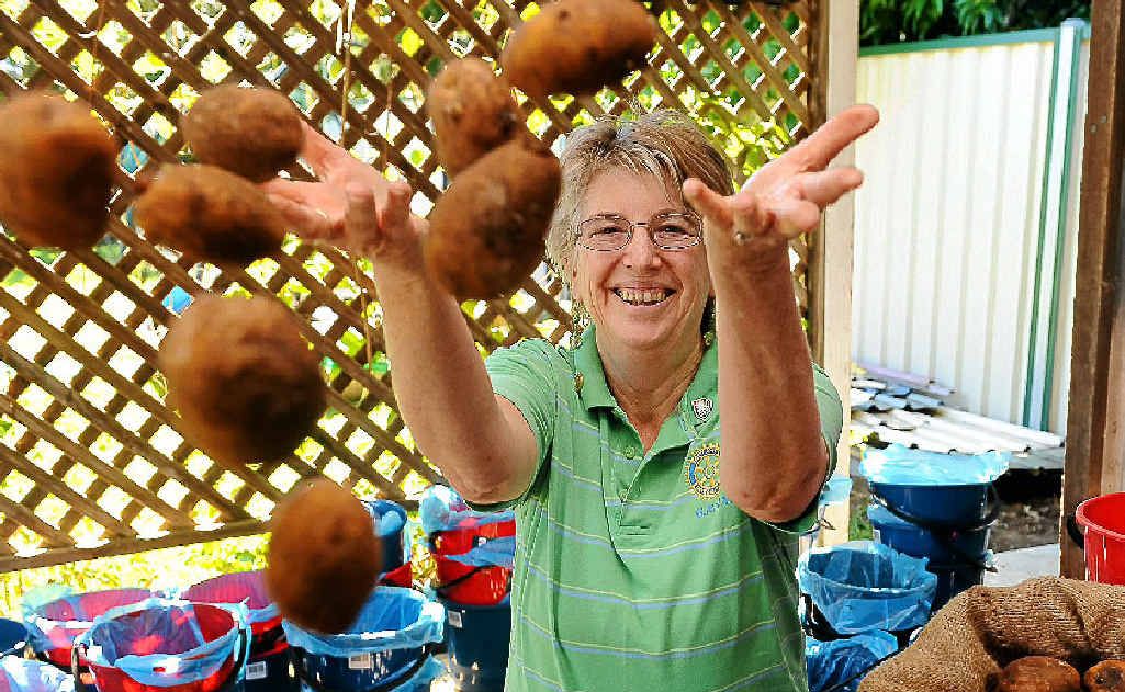 Rotary Club of Bundaberg City Daybreak secretary Carol Cullen invites everyone to get involved with the annual spud growing competition. Rotary Club of Bundaberg City Daybreak secretary Carol Cullen invites everyone to get involved with the annual spud growing competition.