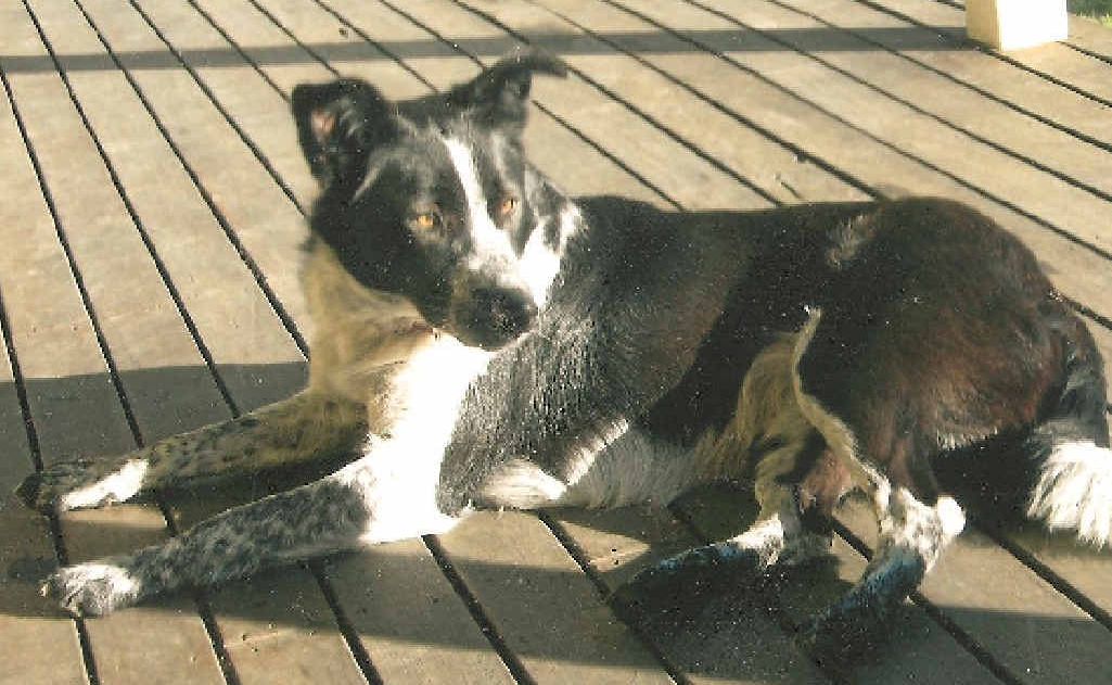 Five-year-old border collie-cross Lilly, belonging to Robyn Cowan, was found dead at Whiteman Creek. Five-year-old border collie-cross Lilly, belonging to Robyn Cowan, was found dead at Whiteman Creek.