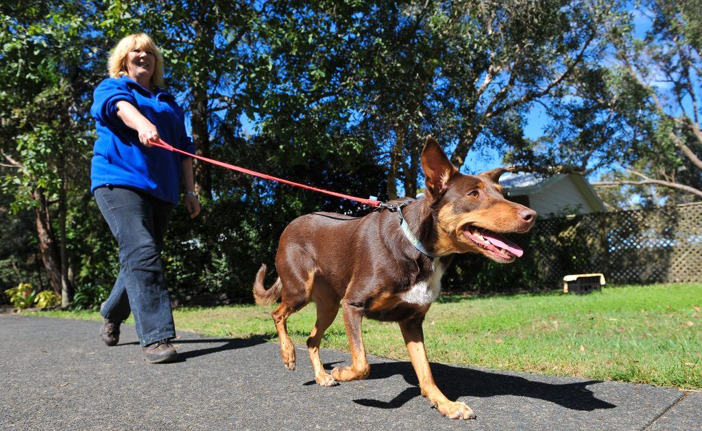 Take your dog for a Million Paws Walk on May 20.Take your dog for a Million Paws Walk on May 20. Take your dog for a Million Paws Walk on May 20.Take your dog for a Million Paws Walk on May 20.
