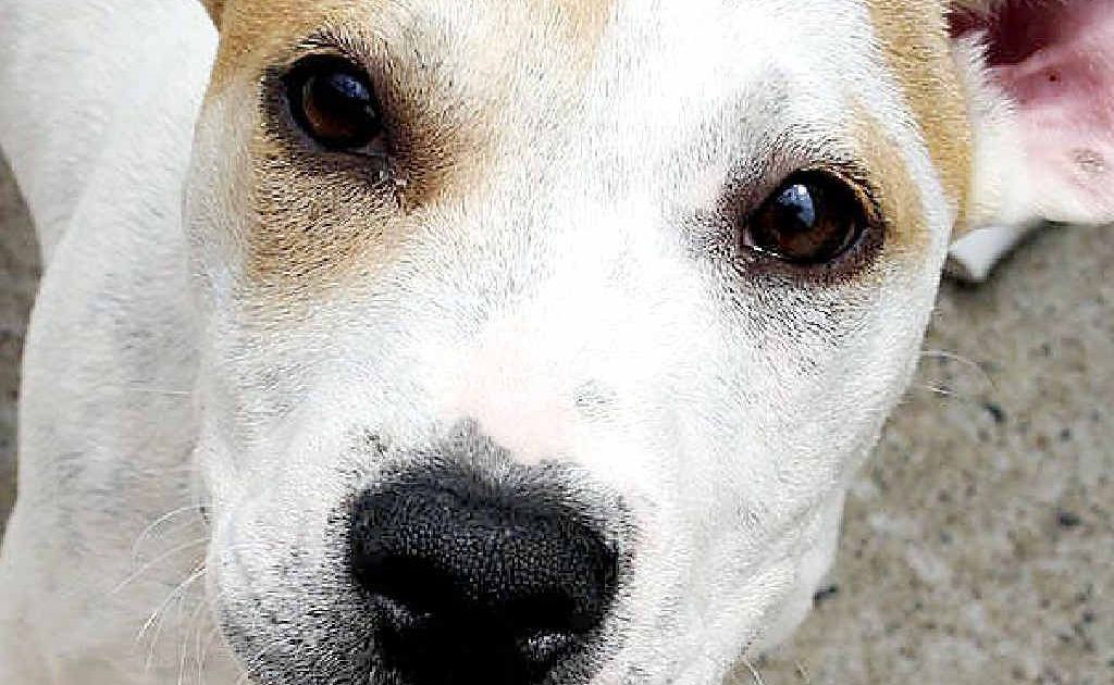 Harry is almost eight months old and is a staffy cross. Photos: Contributed Harry is almost eight months old and is a staffy cross. Photos: Contributed
