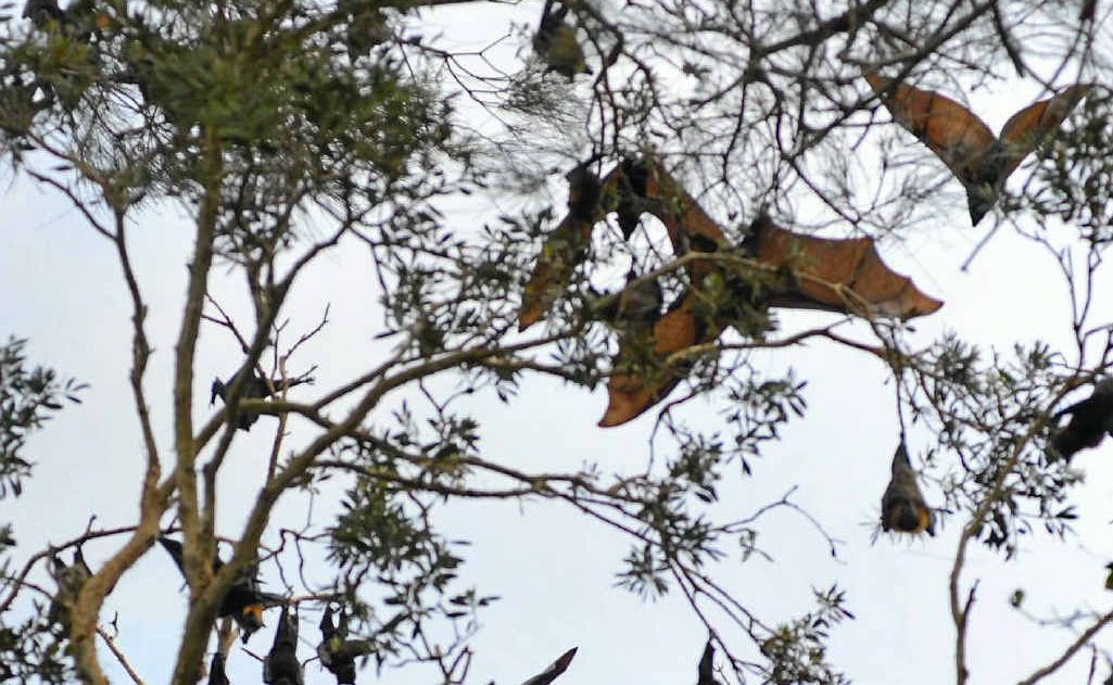 Having a few less flying foxes around is unlikely to hurt. Having a few less flying foxes around is unlikely to hurt.