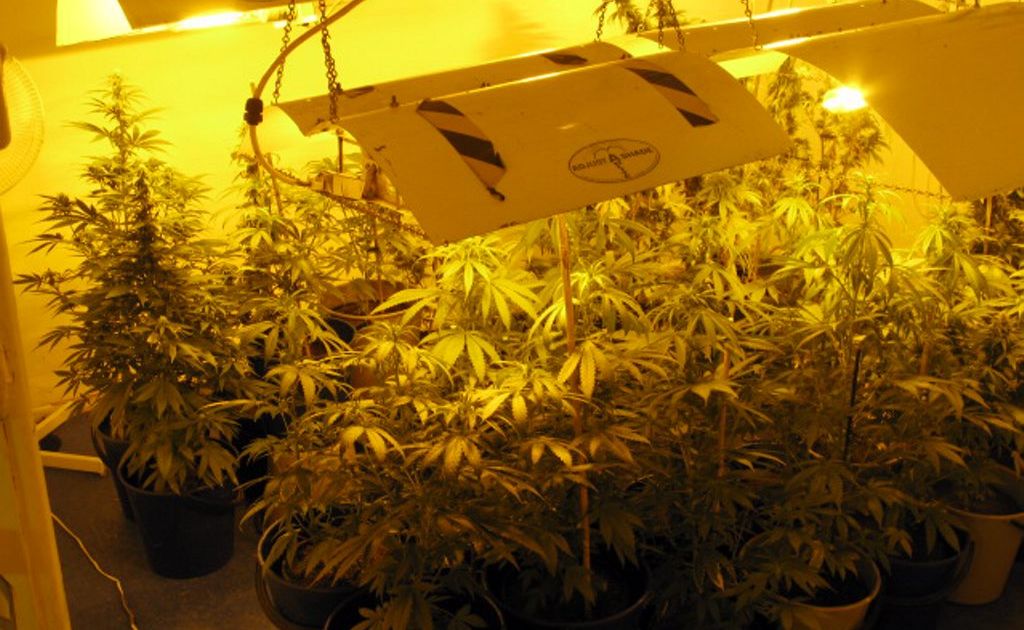 Some of the 163 hydroponic cannabis plants worth an estimated $870,000 and a replica pistol seized at a Casino residence on Wednesday morning. Some of the 163 hydroponic cannabis plants worth an estimated $870,000 and a replica pistol seized at a Casino residence on Wednesday morning.