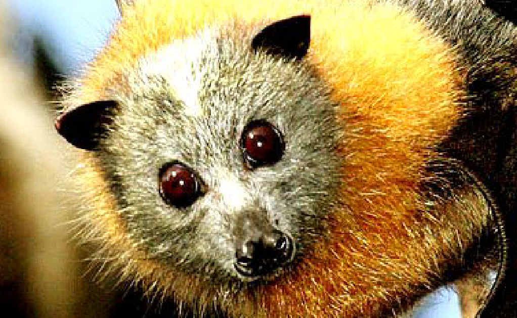 A permit has been issued for the removal of a colony of more than 100,000 little red and black flying foxes from Duaringa’s Mackenzie Park. A permit has been issued for the removal of a colony of more than 100,000 little red and black flying foxes from Duaringa’s Mackenzie Park.