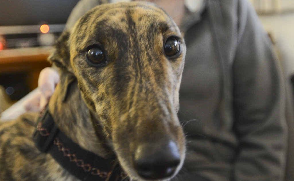 Two-year-old greyhound Jazzi was rescued and retrained by owner Bev Ryan. Two-year-old greyhound Jazzi was rescued and retrained by owner Bev Ryan.