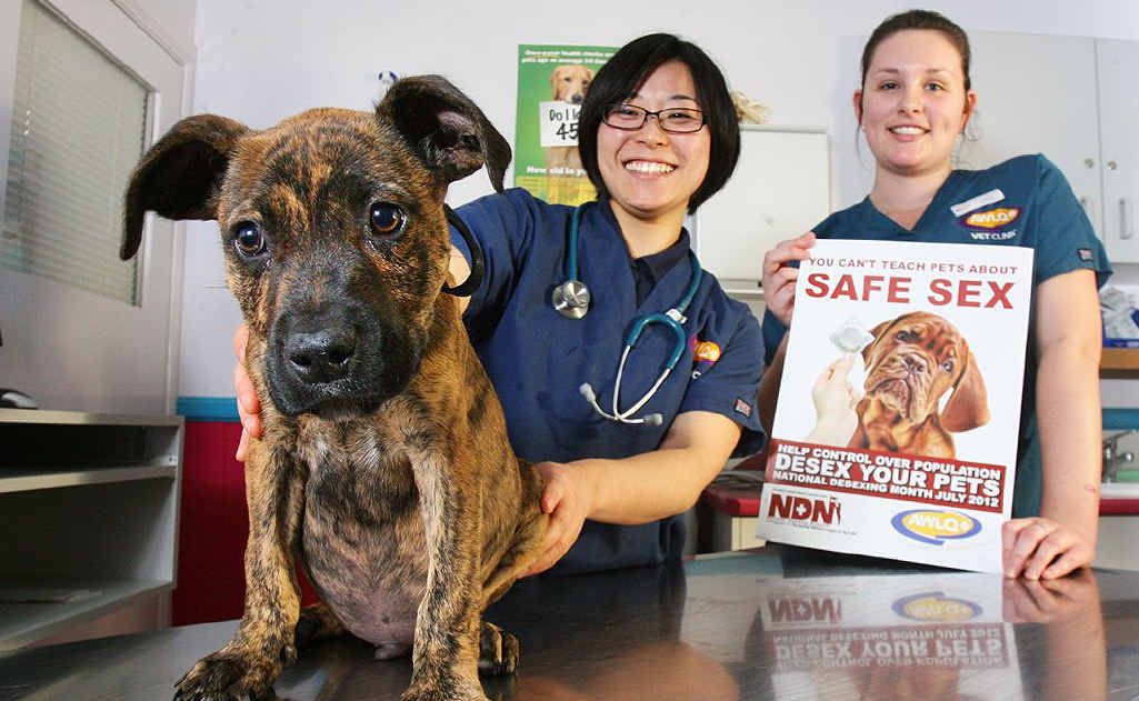 Veterinarian Akane Nakagawa and vet nurse Taleah Kruger, with Rusty, are promoting the new desexing campaign. Veterinarian Akane Nakagawa and vet nurse Taleah Kruger, with Rusty, are promoting the new desexing campaign.