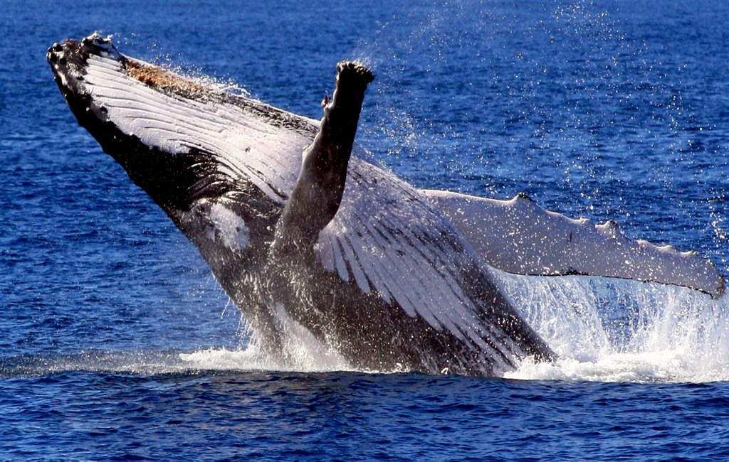 Having a whale of a time. Having a whale of a time.