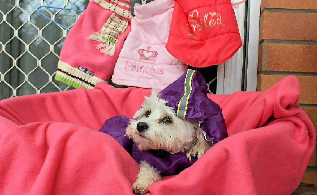 If you are unable to provide your pet with a warm shelter in the winter it’s best to buy them a coat. Larli (pictured above) has a few different options for the cold nights ahead, one even suitable for rain. If you are unable to provide your pet with a warm shelter in the winter it’s best to buy them a coat. Larli (pictured above) has a few different options for the cold nights ahead, one even suitable for rain.