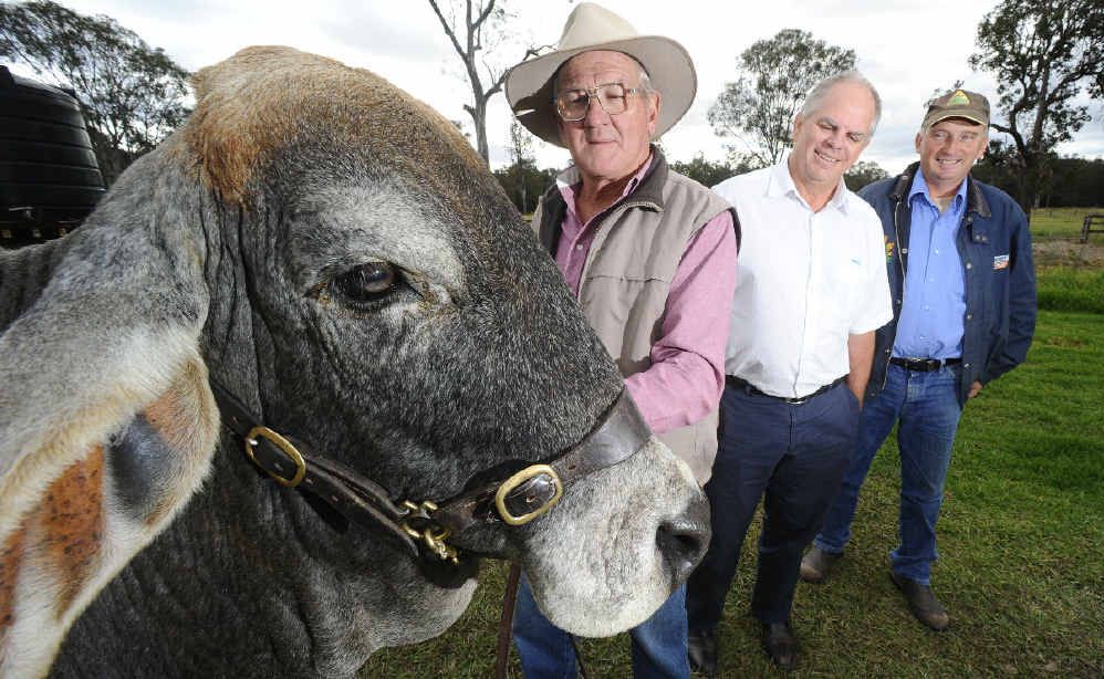 Merlene the bull with owner Max Johnson, Westpac Rescue Helicopter fundraising committee member Revee West and Allan Morgan of Shiralee Produce. Merlene the bull with owner Max Johnson, Westpac Rescue Helicopter fundraising committee member Revee West and Allan Morgan of Shiralee Produce.