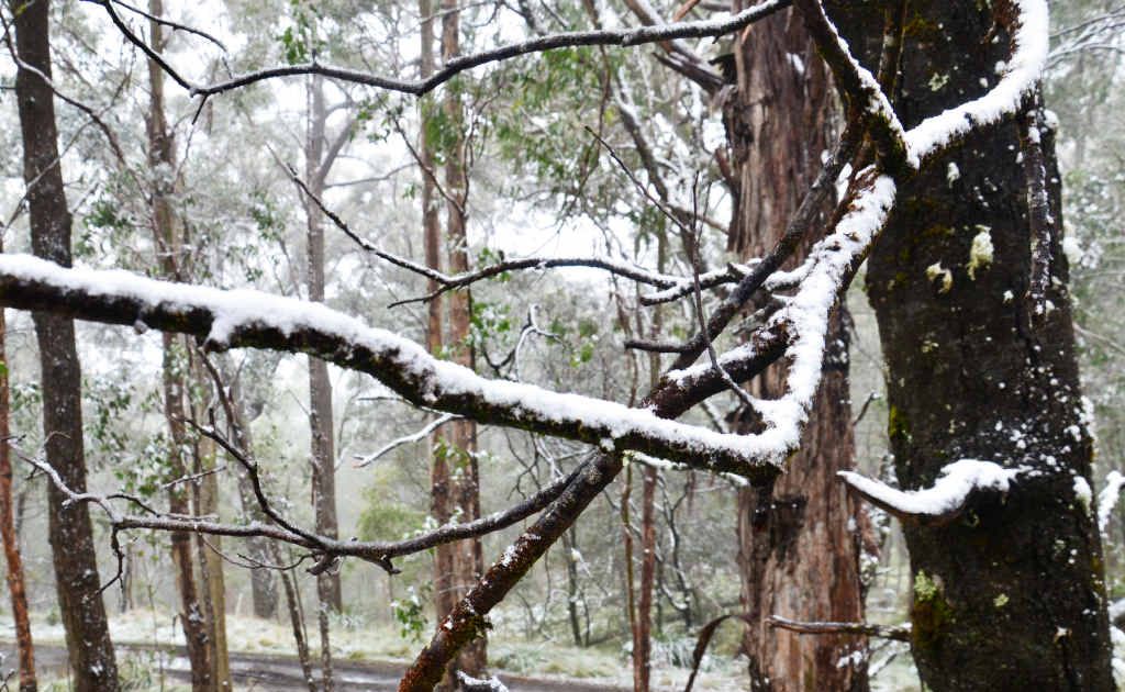 Snow smothered the trees at Tenterfield just this week. Do you have historical photos of when it snowed around the Southern Downs? Email us. Snow smothered the trees at Tenterfield just this week. Do you have historical photos of when it snowed around the Southern Downs? Email us.